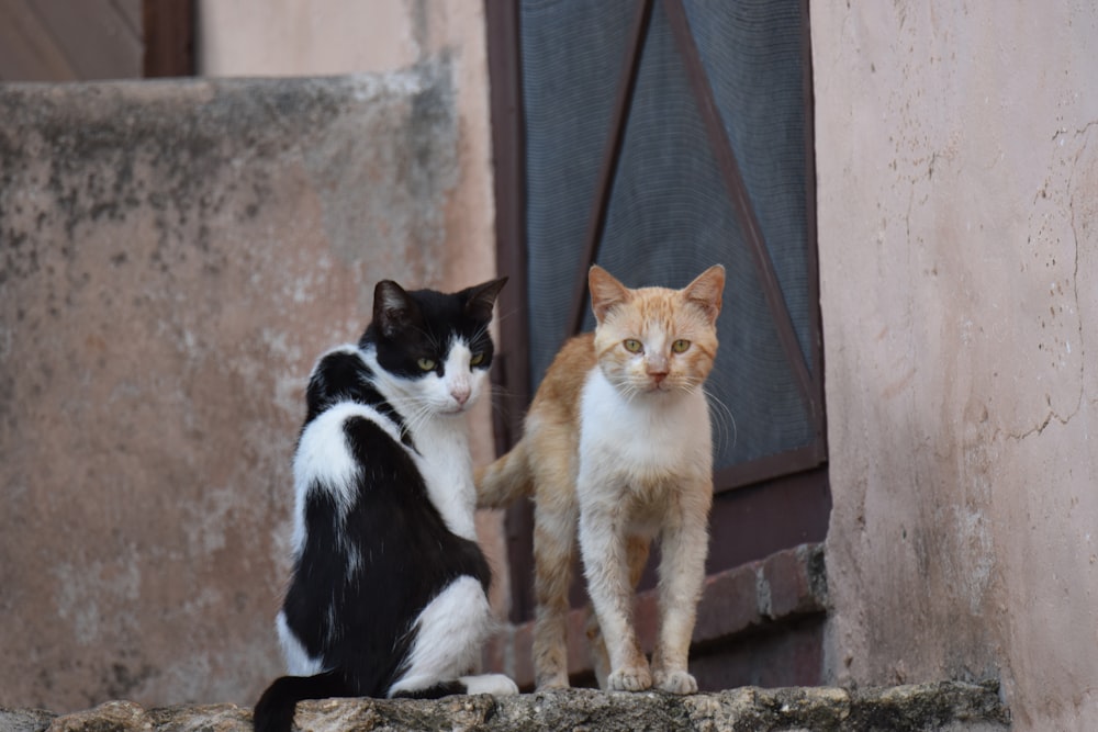 orange and white cat on brown brick wall