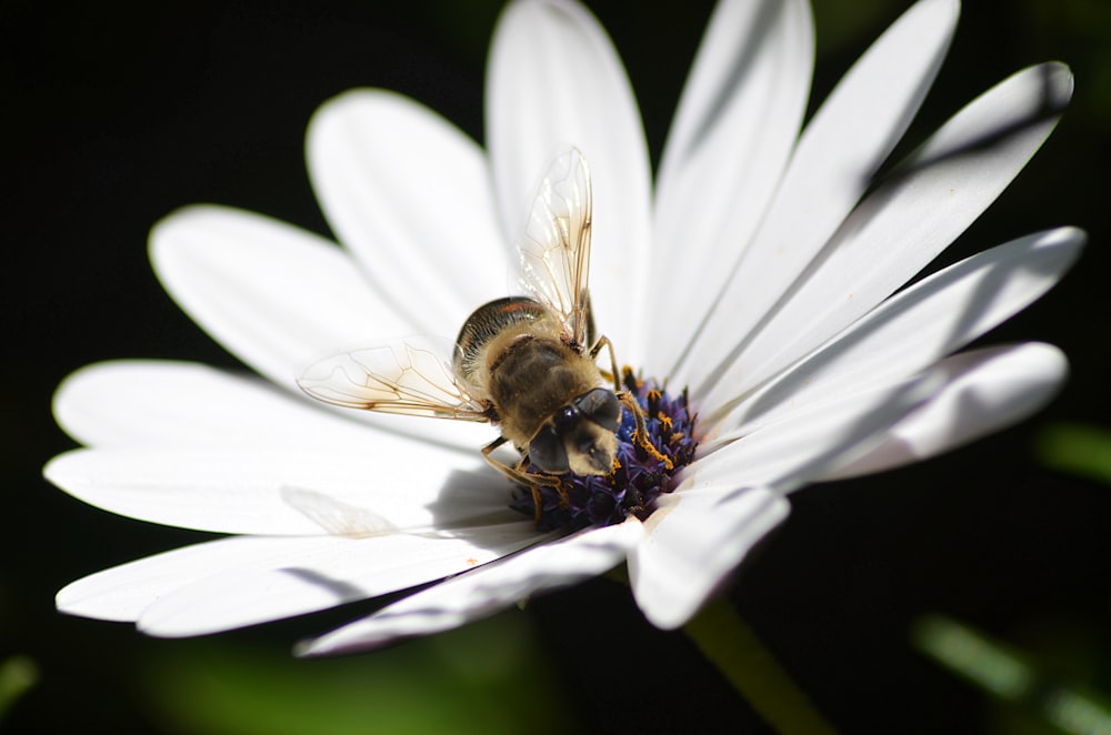 honeybee perched on white daisy in close up photography during daytime