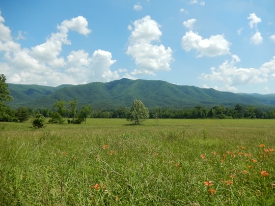 green grass field near mountain under blue sky during daytime in Great Smoky Mountains National Park United States