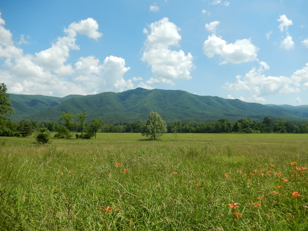 campo di erba verde vicino alla montagna sotto il cielo blu durante il giorno
