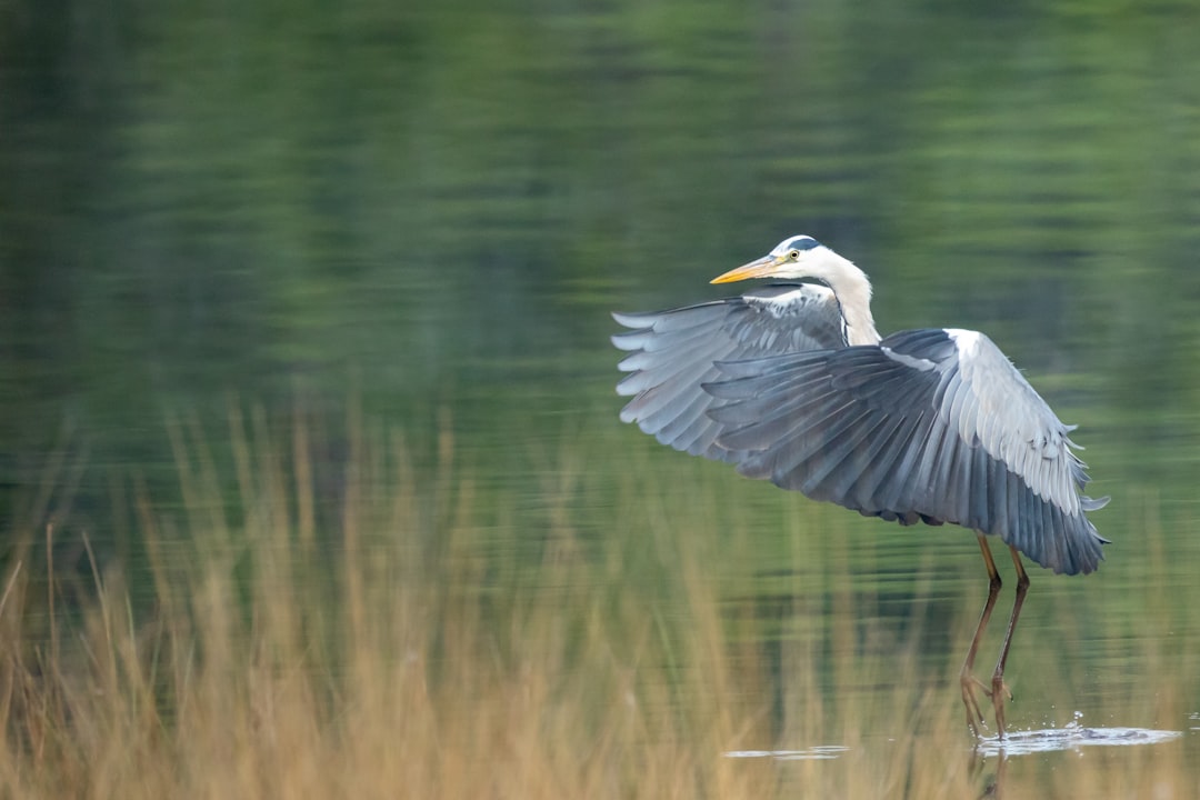 white bird flying over the lake during daytime