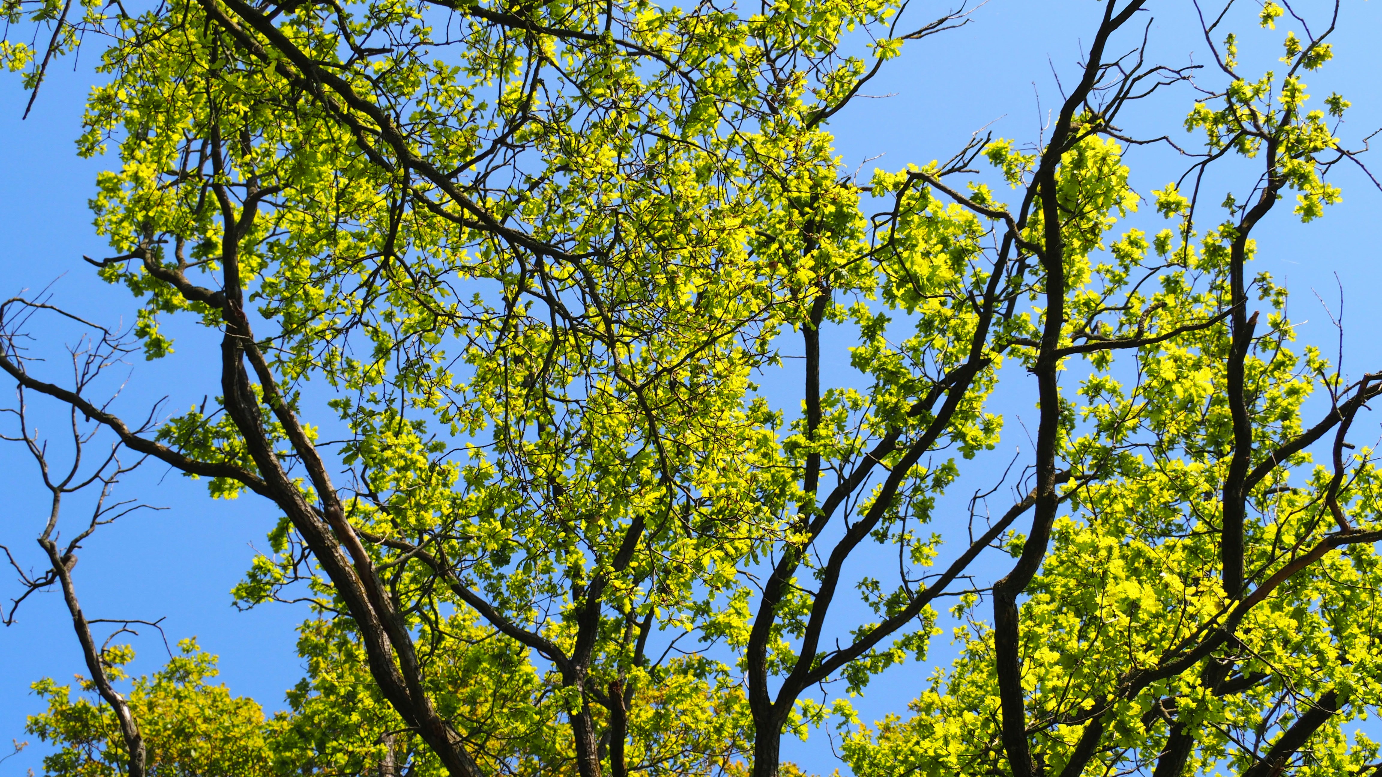 Afbeelding van Neede