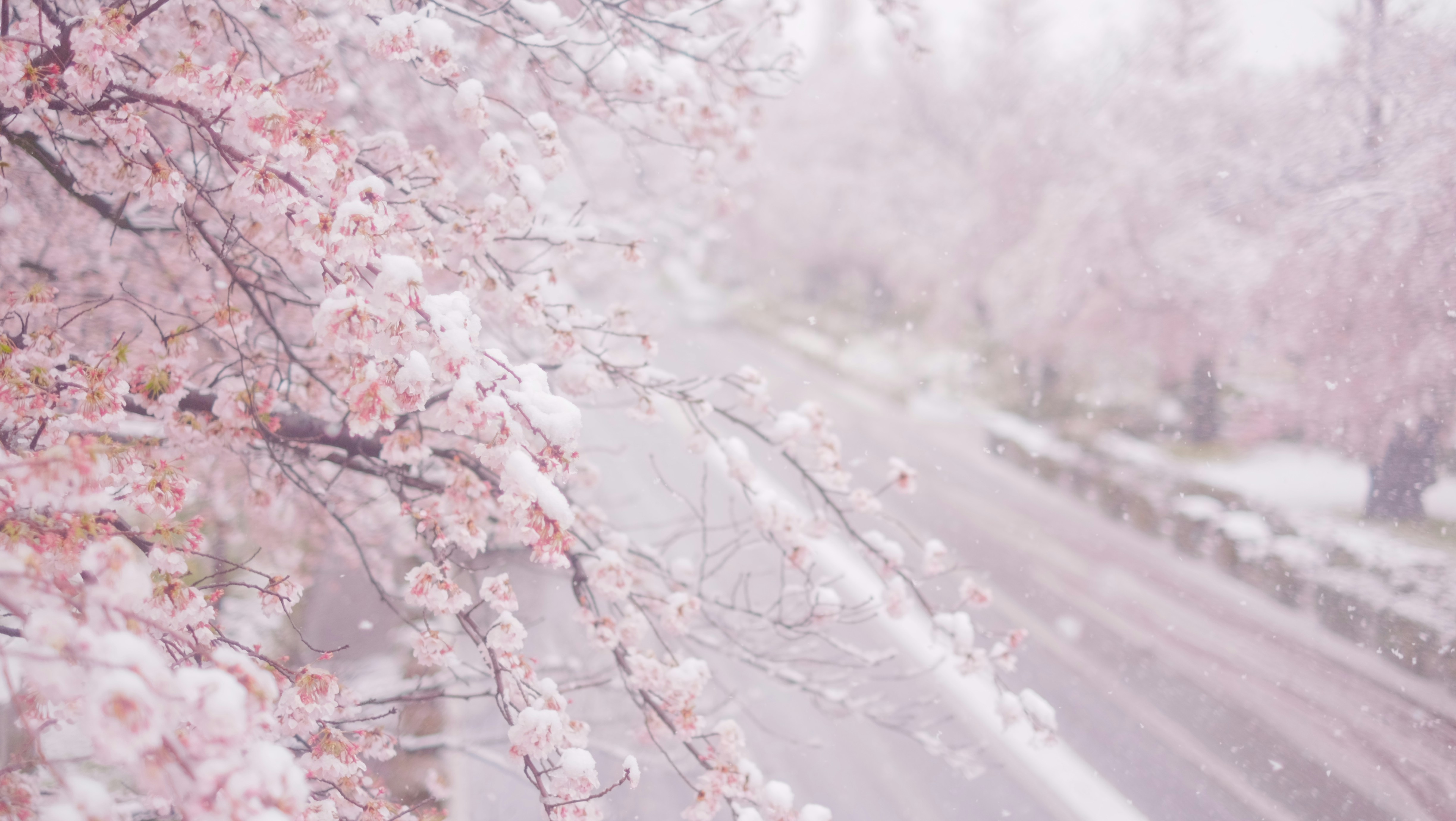 Photo by kiyomishiomura