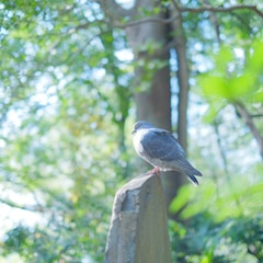 A serene image of a pigeon loft surrounded by nature.