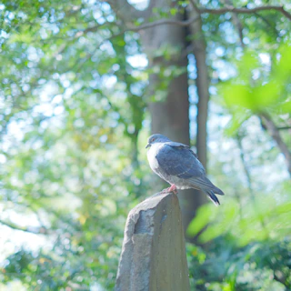 A close-up of a majestic pigeon perched on a rustic wooden fence, bathed in soft morning light.