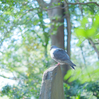 A close-up of a majestic pigeon perched on a rustic wooden fence, bathed in soft morning light.