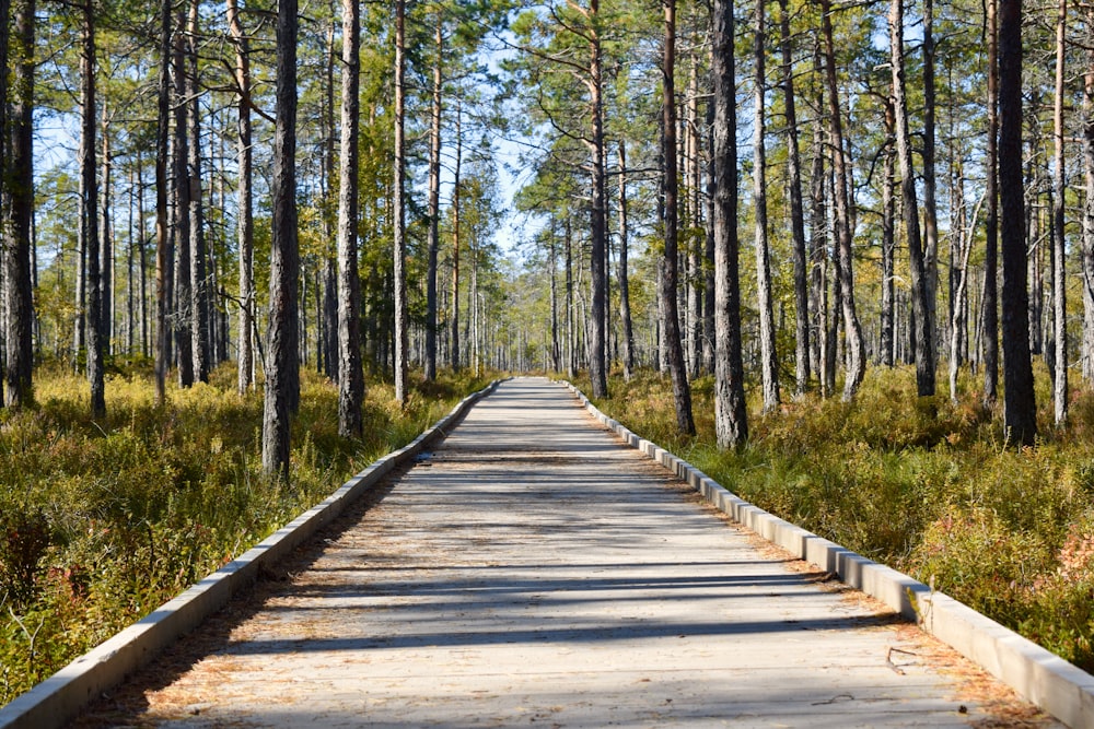 brown wooden pathway between green trees during daytime