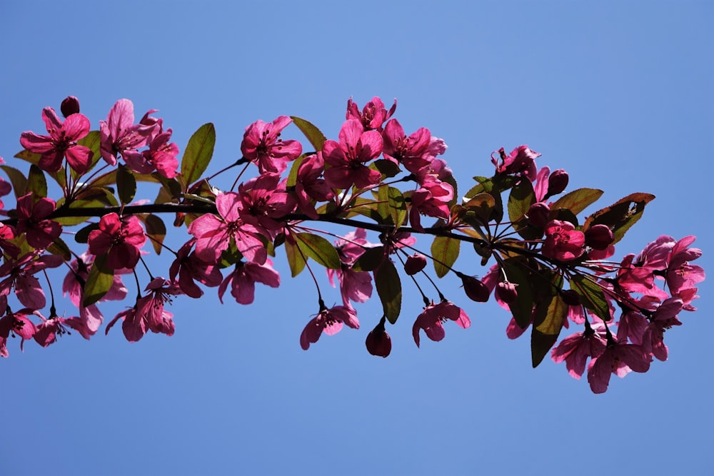 昼間の青空に緑の葉を咲かせるピンクの花