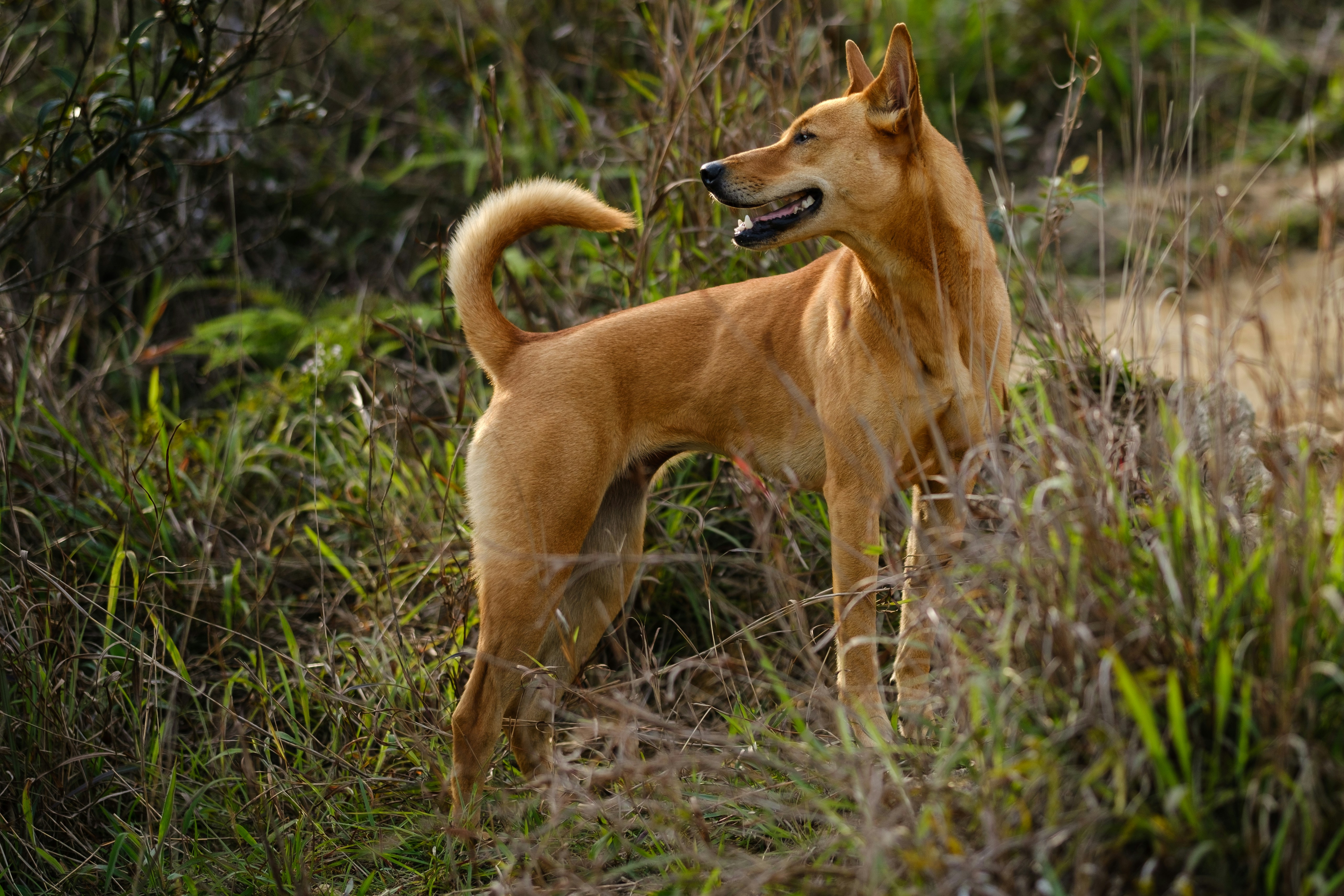 brown short coated medium sized dog on green grass during daytime