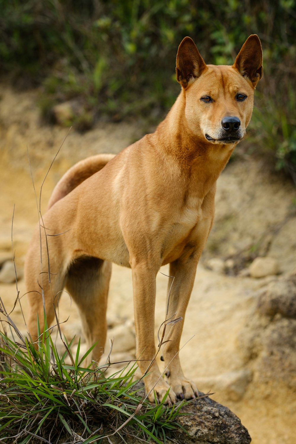 brown short coated dog on brown soil during daytime