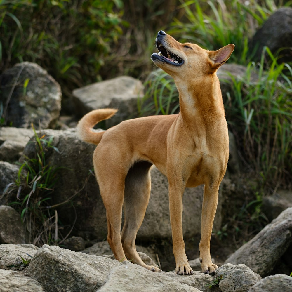 brown short coated dog on gray rock during daytime