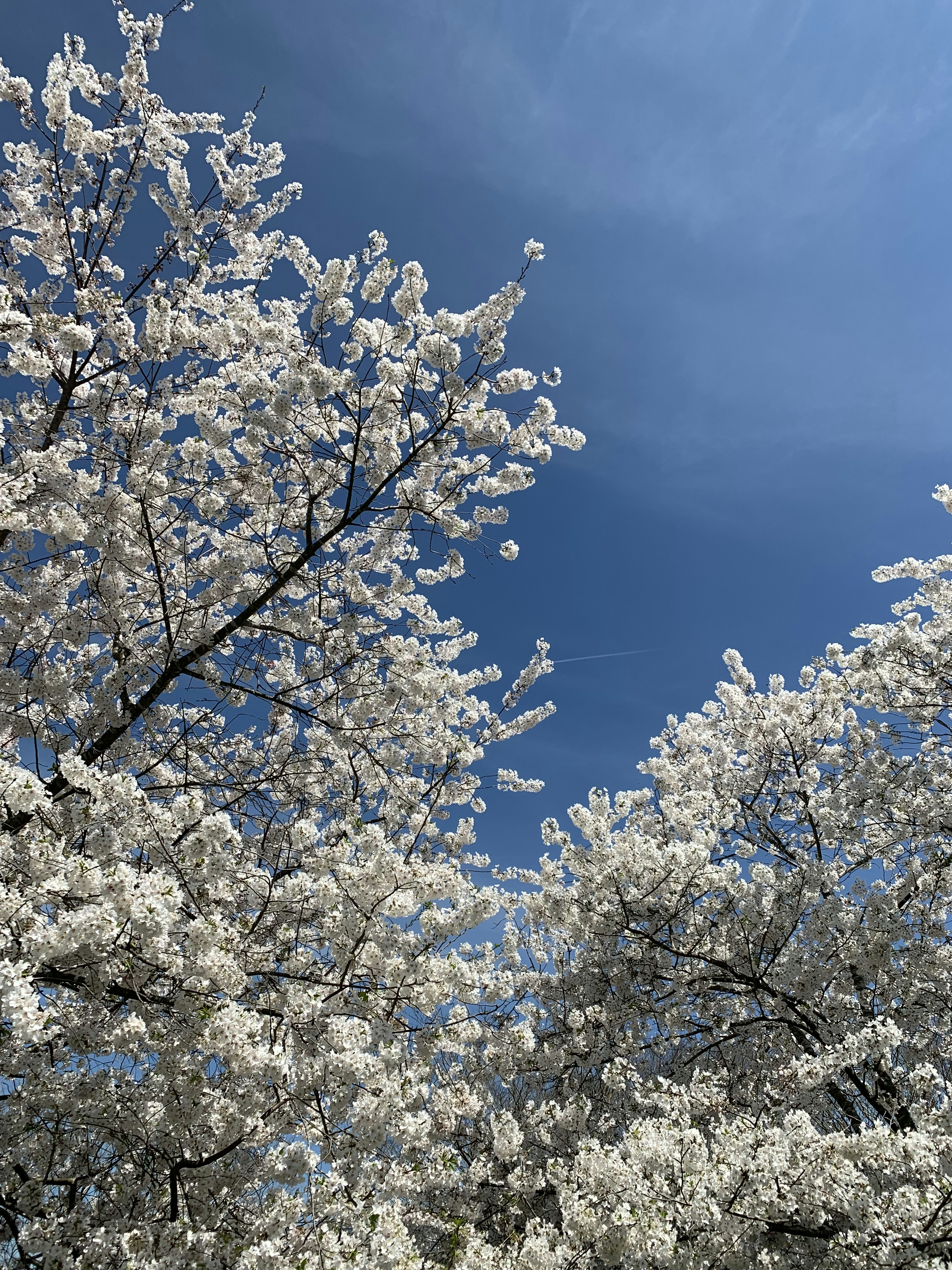 Photo by siamialtrice_