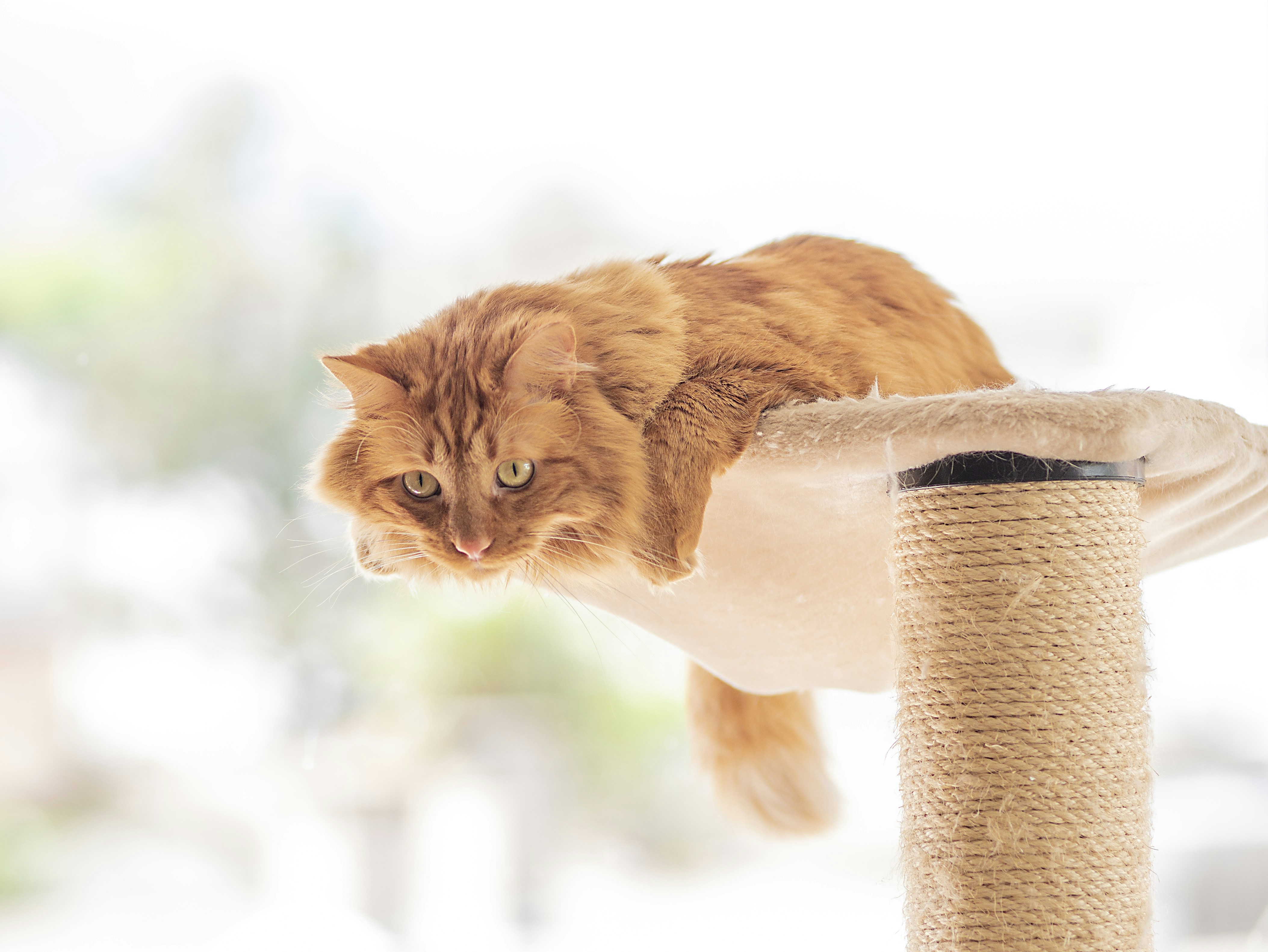 Photo by calicodesign