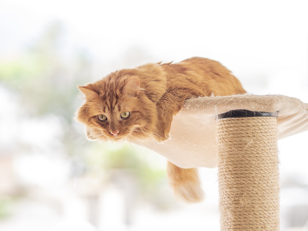 orange tabby cat on brown cat tree