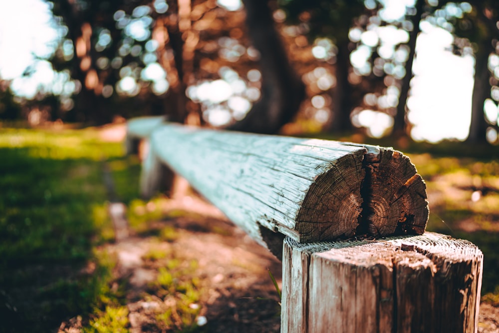 brown wooden bench on brown dried leaves during daytime