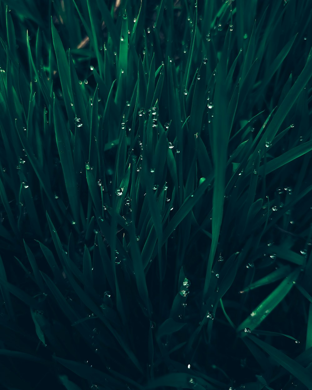 green grass with water droplets