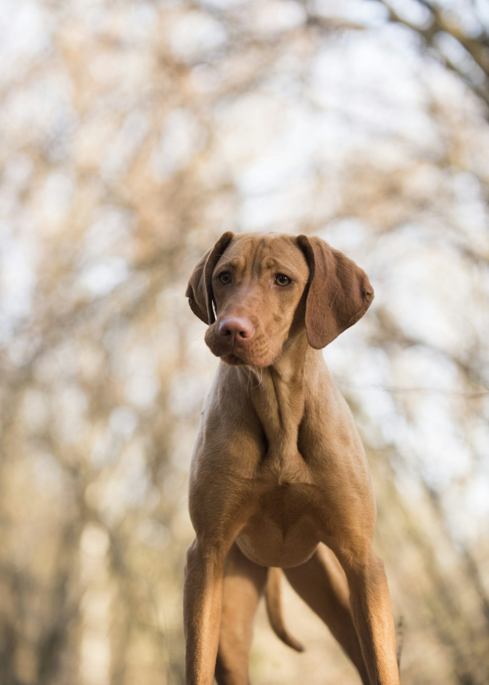 brown short coated dog on brown field during daytime