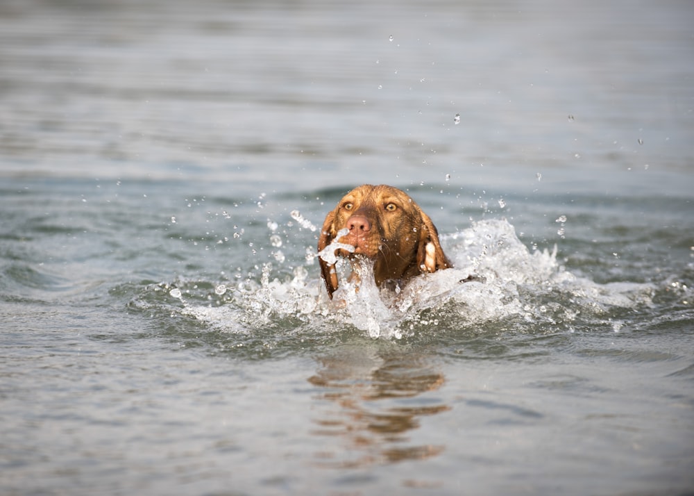 brown short coated dog in water during daytime