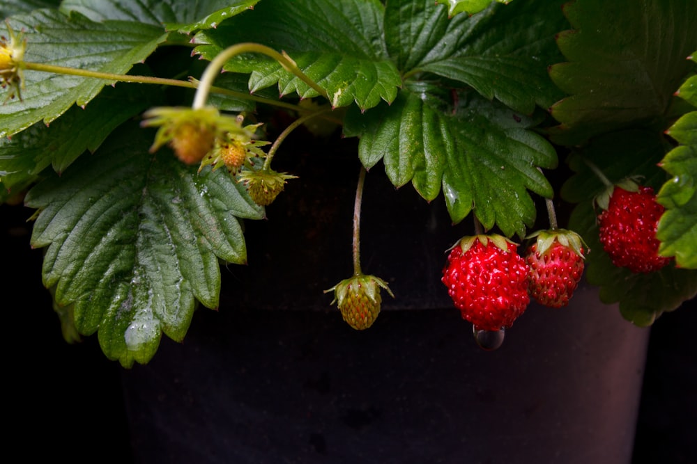 red strawberries on green leaves