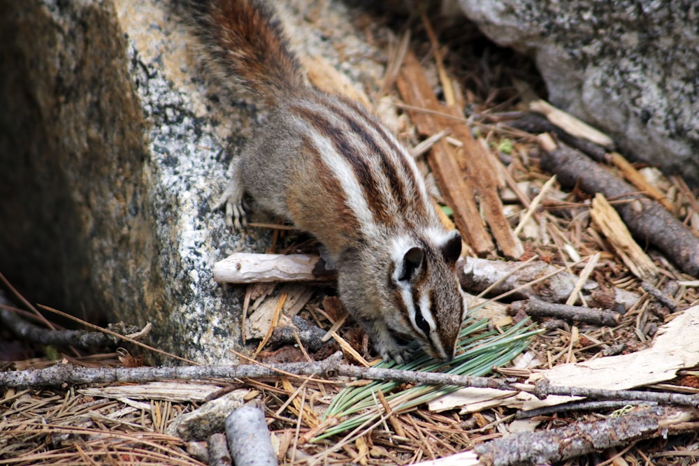 brown and white animal on brown dried leaves