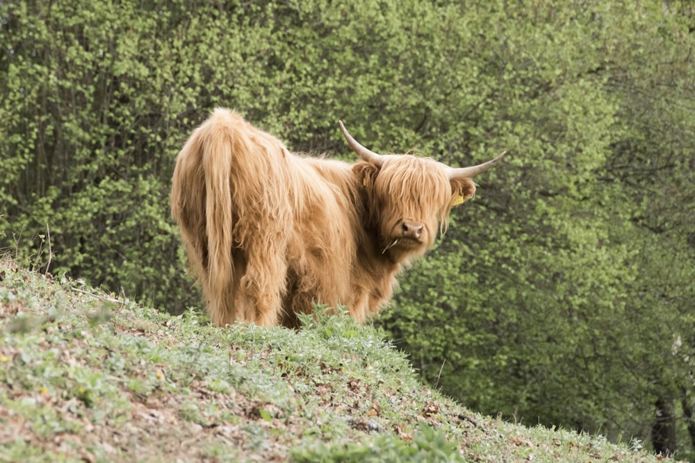 brown animal on green grass field during daytime