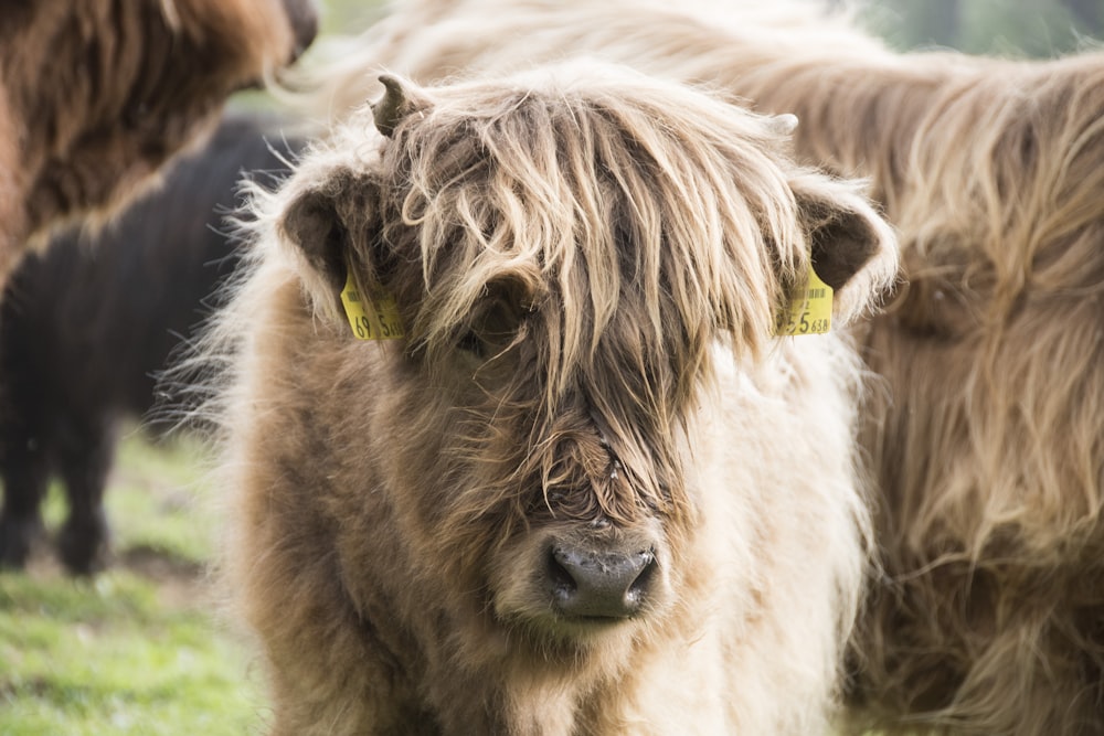 brown yak on green grass field during daytime