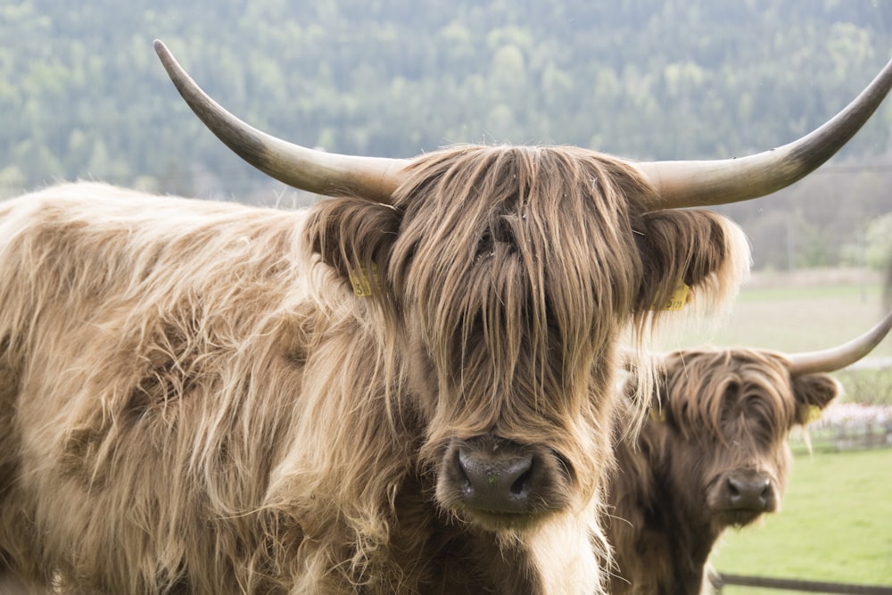 brown yak on green grass field during daytime