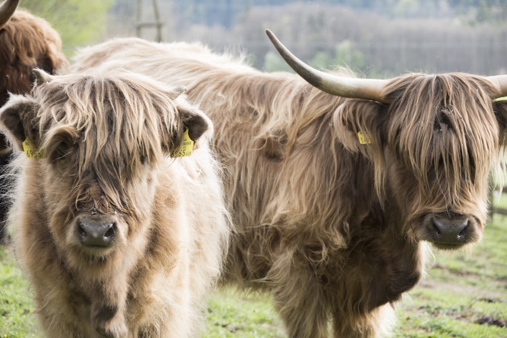 brown yak on green grass field during daytime