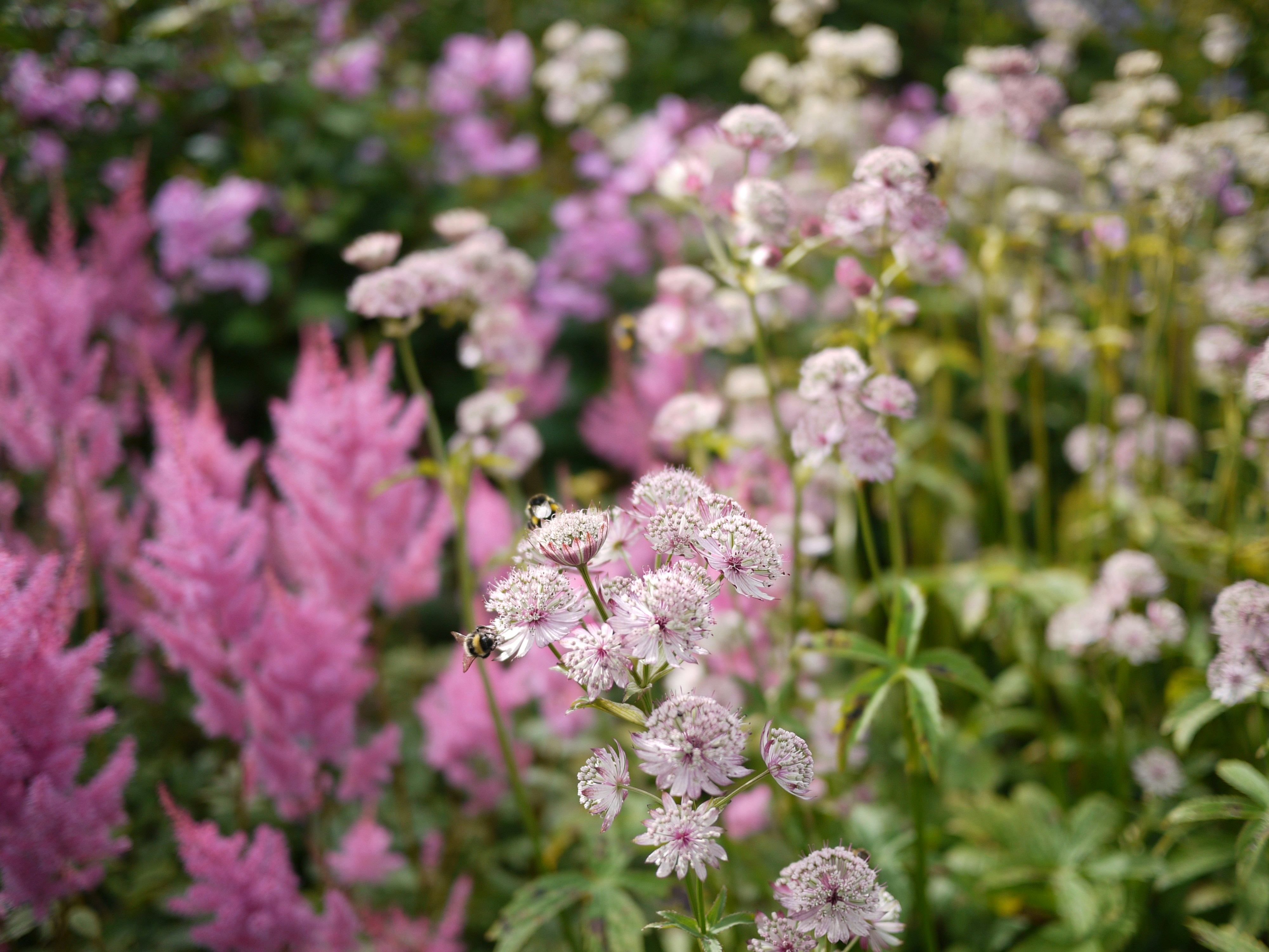 Photo by calicodesign