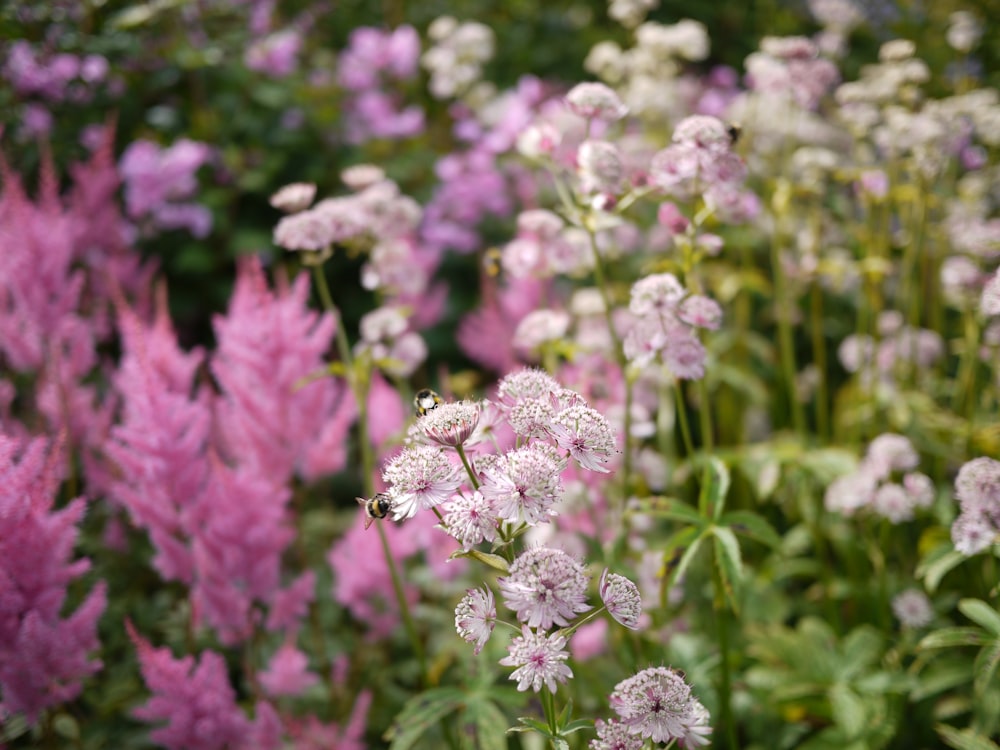 pink and white flowers during daytime