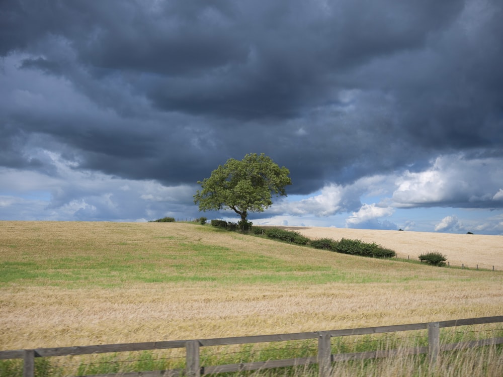 green tree on green grass field under white clouds and blue sky during daytime