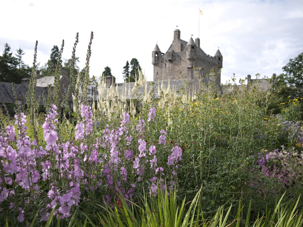 purple flowers near gray concrete castle during daytime