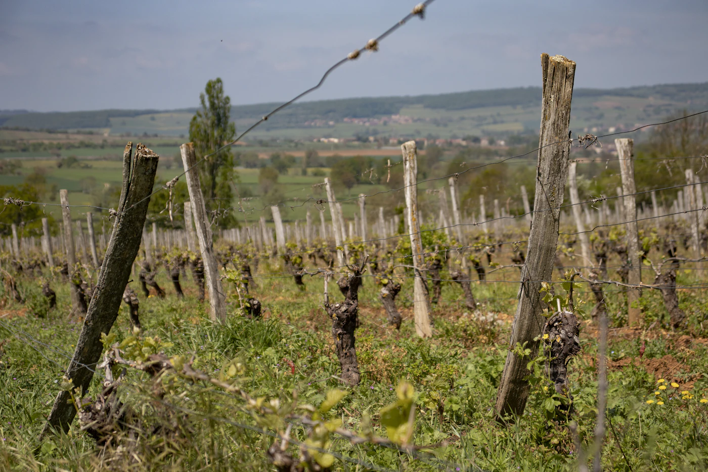 Vignoble français
