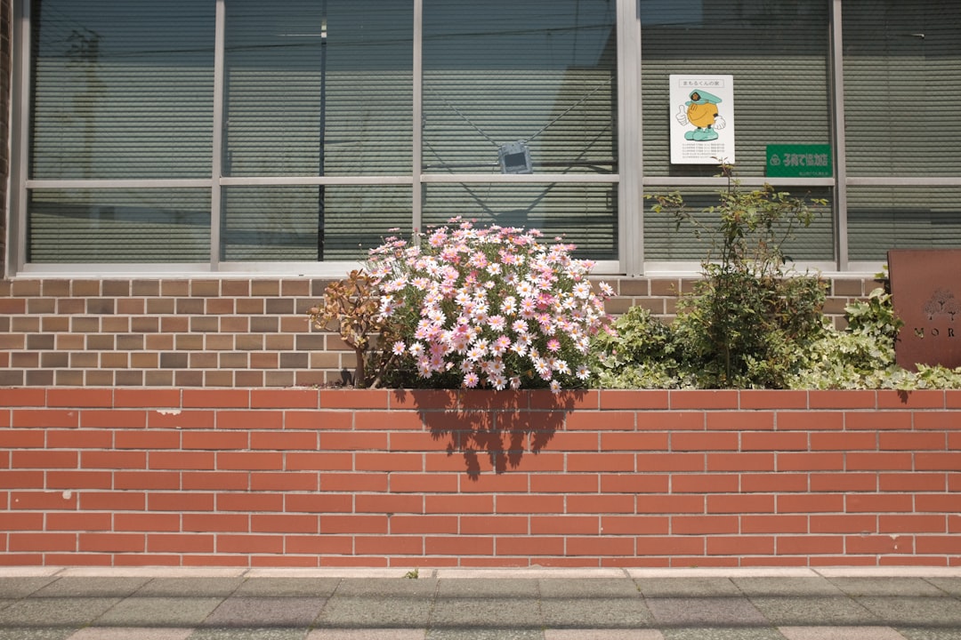 pink flowers on brown concrete wall