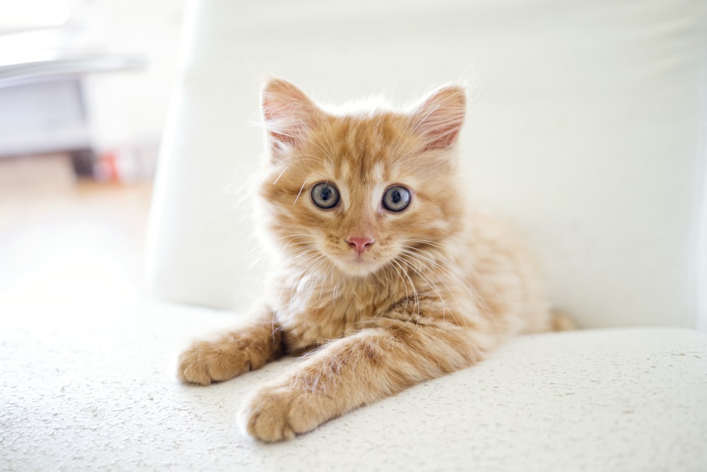白いテーブルの上のオレンジ色のぶちの子猫