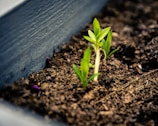 A small green seedling emerges from rich, dark soil in a planter box. The vibrant leaves stand out against the earthy background, suggesting new growth and potential.