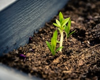 A small green seedling emerges from rich, dark soil in a planter box. The vibrant leaves stand out against the earthy background, suggesting new growth and potential.