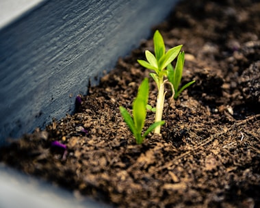 A small green seedling emerges from rich, dark soil in a planter box. The vibrant leaves stand out against the earthy background, suggesting new growth and potential.