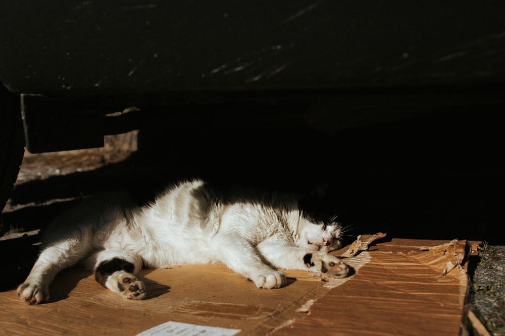 white and brown cat lying on brown wooden table