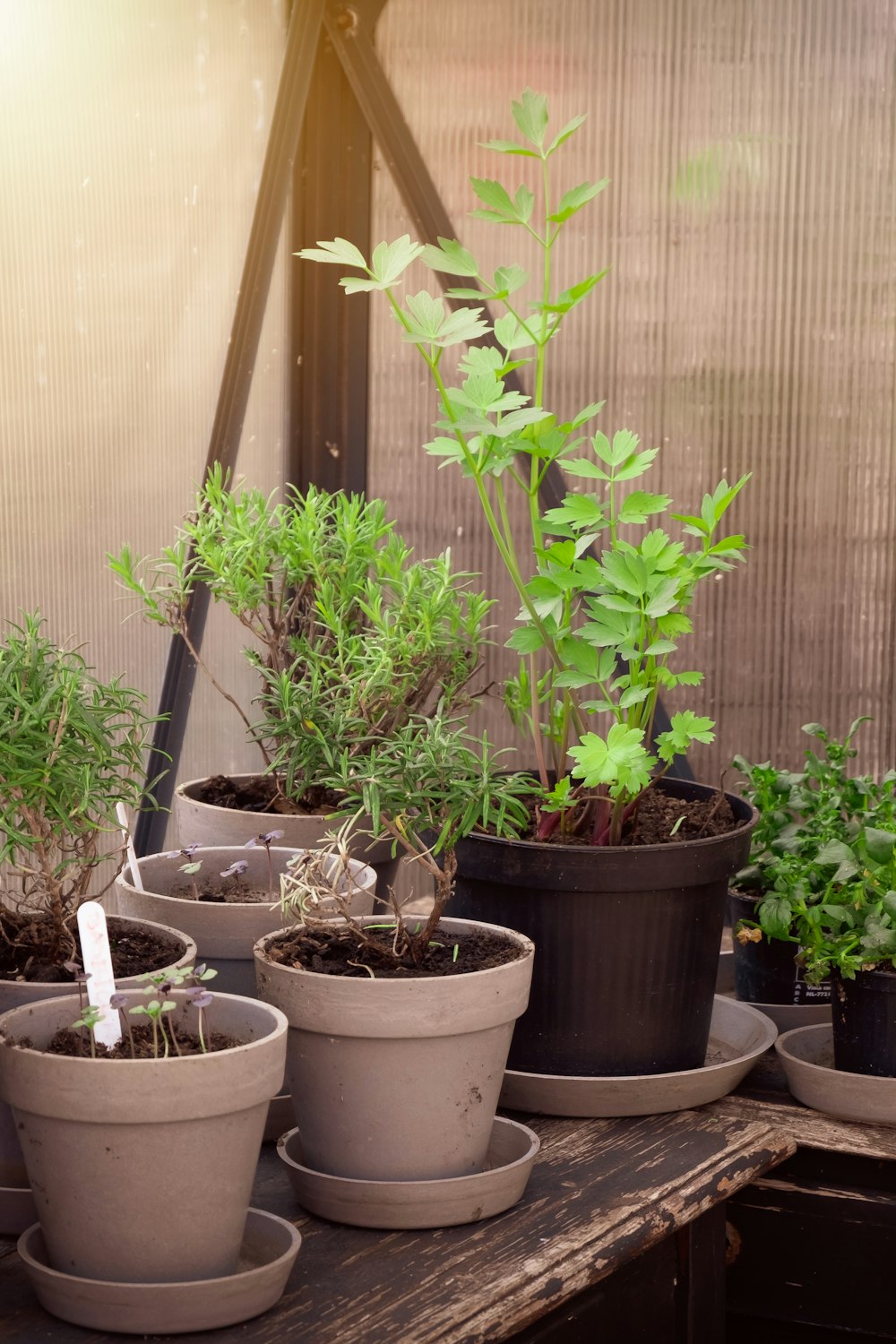 green plant on white plastic pot