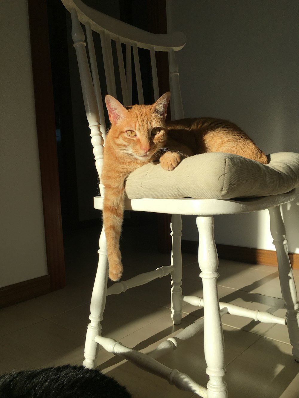 orange tabby cat on white chair