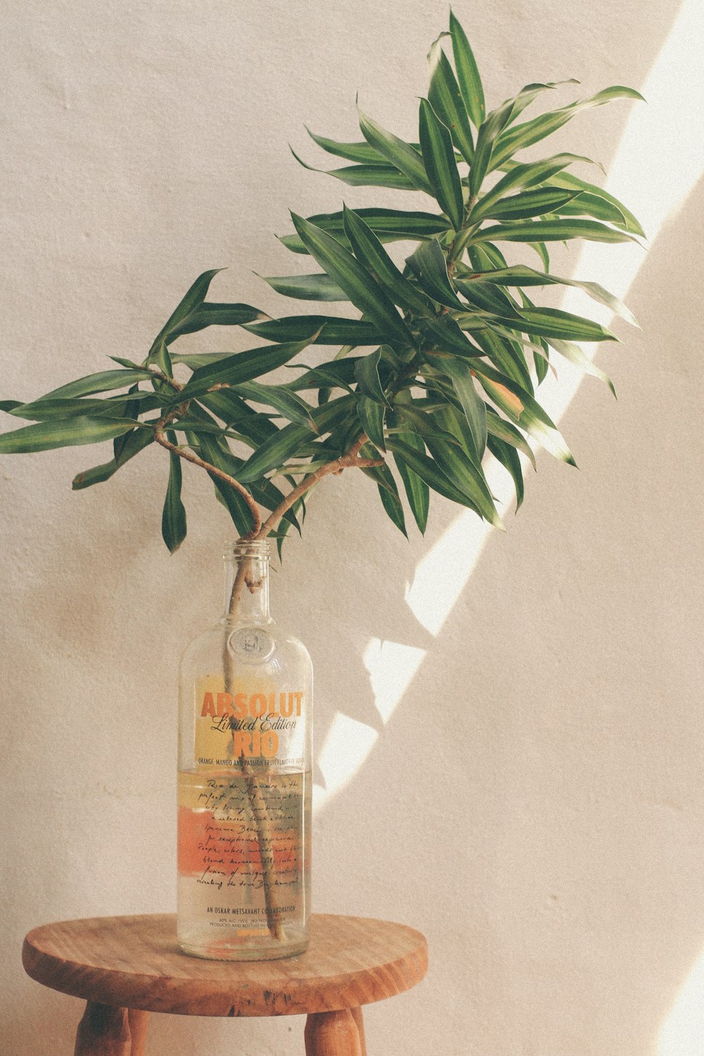 green plant in clear glass bottle