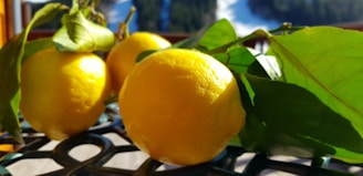 Several bright yellow lemons with glossy green leaves are resting on a metal table, with a blurred background of a sunny landscape possibly featuring snow-capped mountains or hills.
