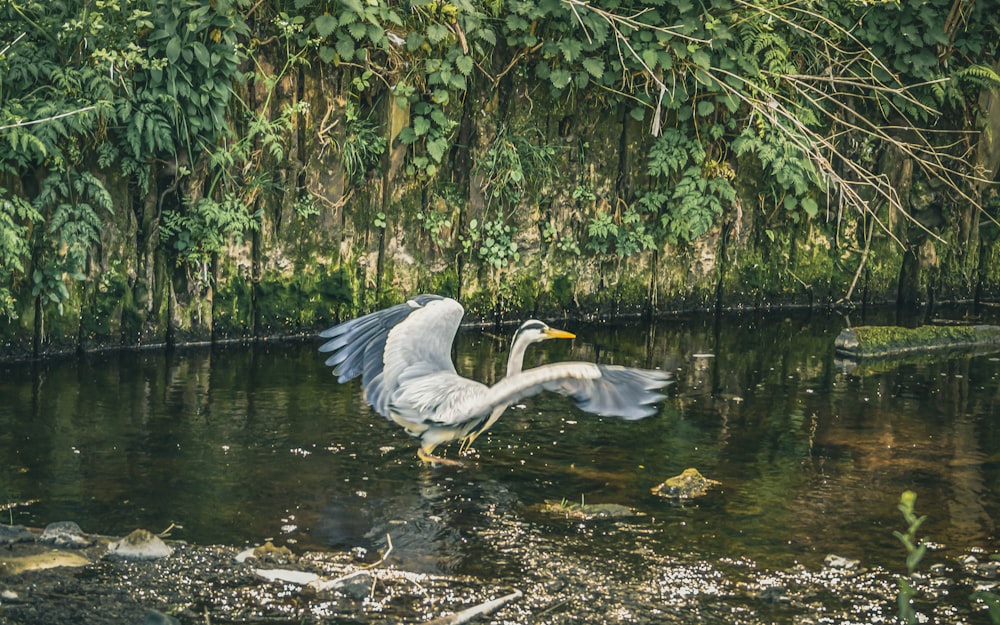 white bird flying over the lake during daytime