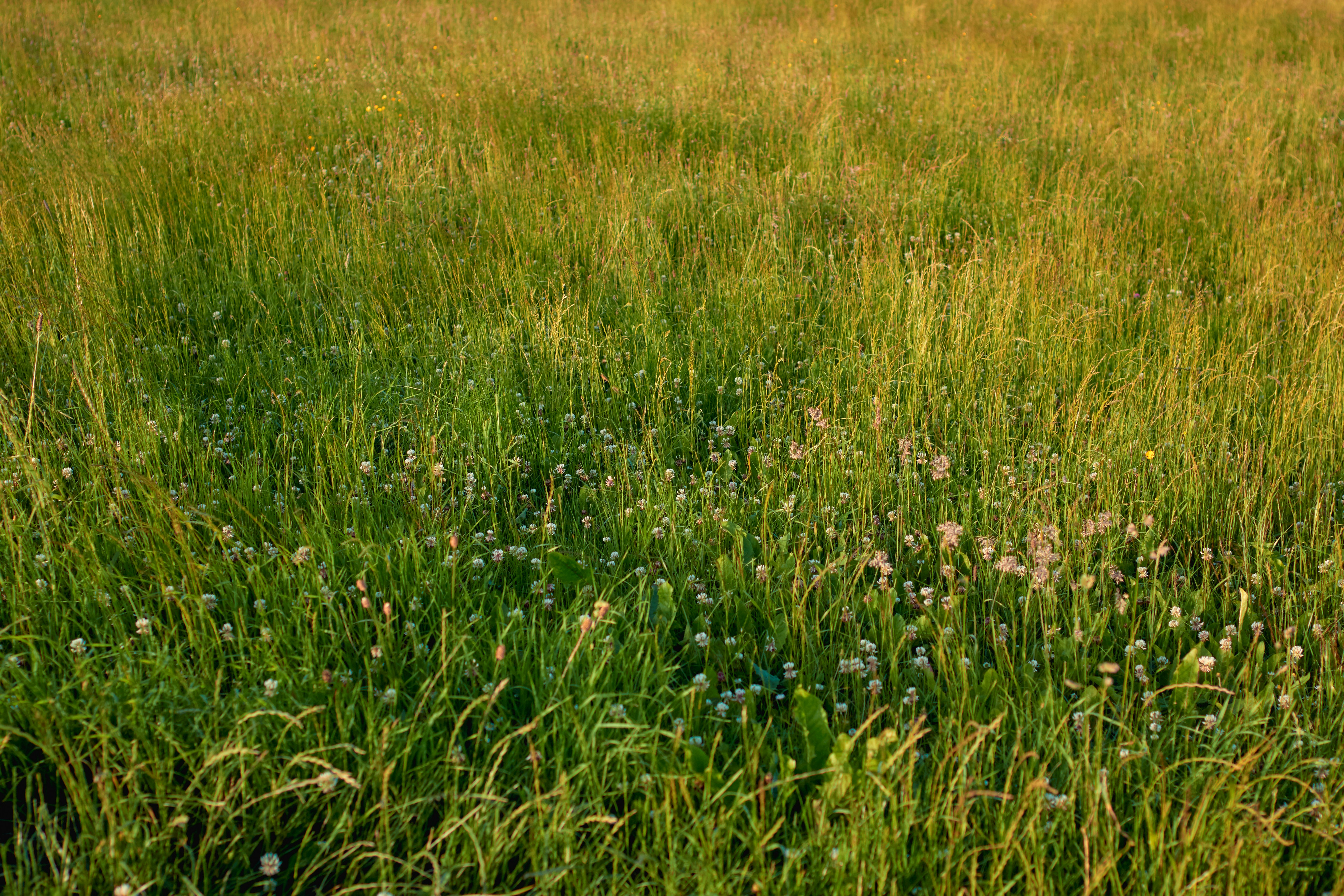 gras in the evening sunlight