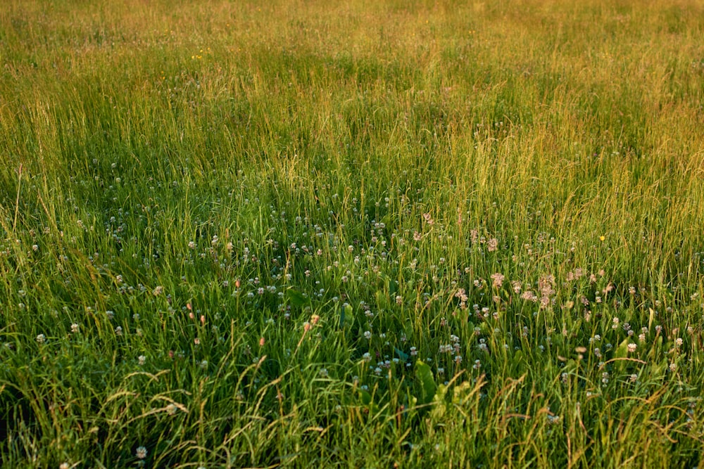 낮 동안의 푸른 잔디밭