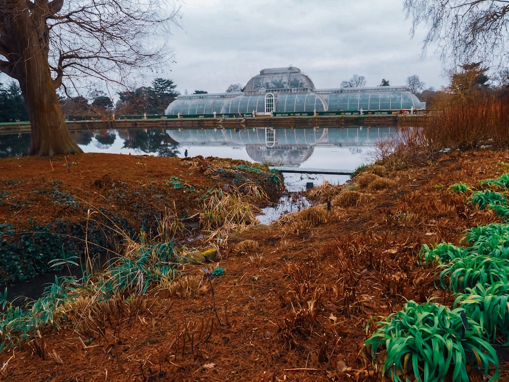 green plant near body of water during daytime