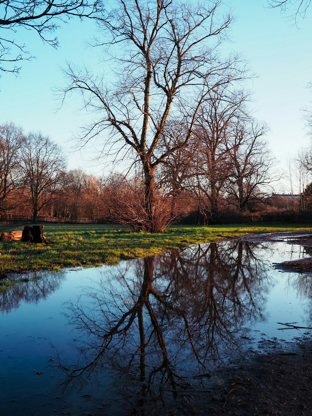 Árboles marrones sin hojas junto al río durante el día