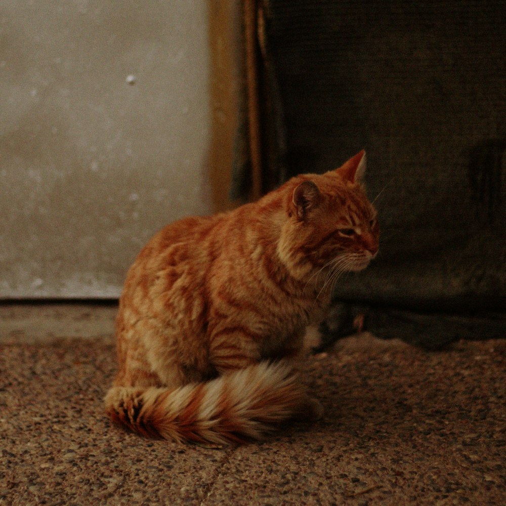 orange tabby cat on brown floor