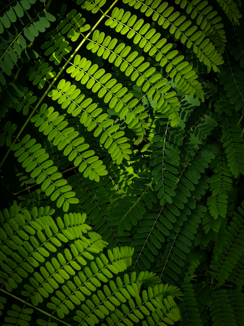 green fern plant during daytime